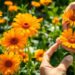 optimal calendula harvest timing