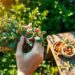 sage smudge stick creation